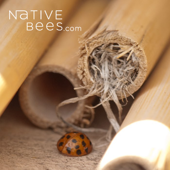 Isodontia Grass Nest within reed and Ladybug beneath the grass mason bee nest