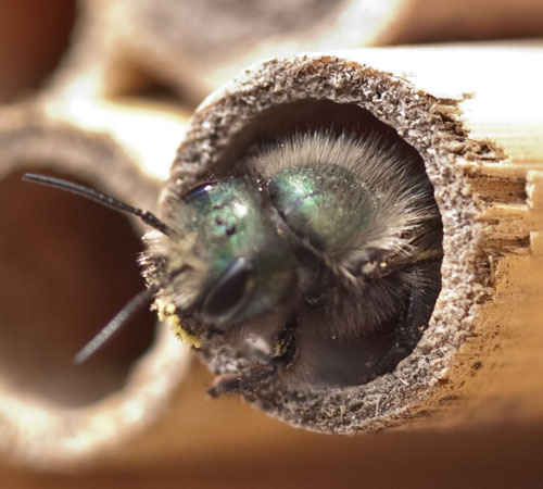 mason bee or osmia lignaria emerging from a phragmite reed